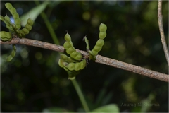 Desmodium triangulare